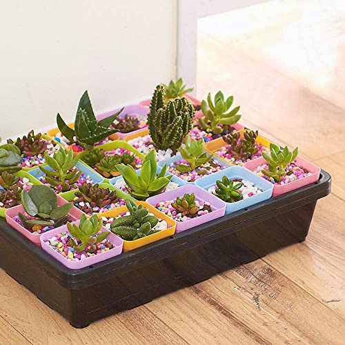 KINGLAKE 12Pcs 7cm Plastic Square Plant Pots with Trays, Thick Seed Seedling Pots, Small Coloured Nursery Flower Pots for Vegetables Cuttings Succulent Cacti Herbs