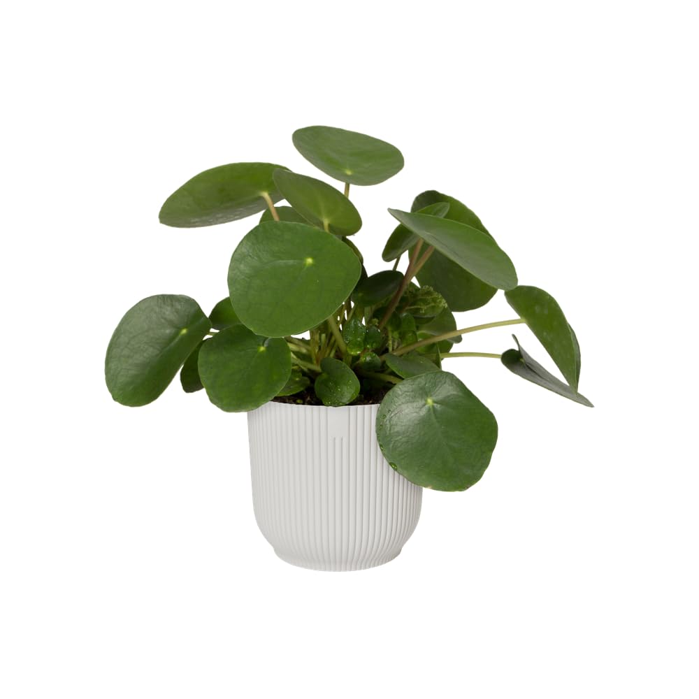 elho Vibes Fold Round 25 - Flower Pot from 100% Recycled Plastic - Indoor plant pot - Ø 25.0 x H 23.0 cm - White/Silky White