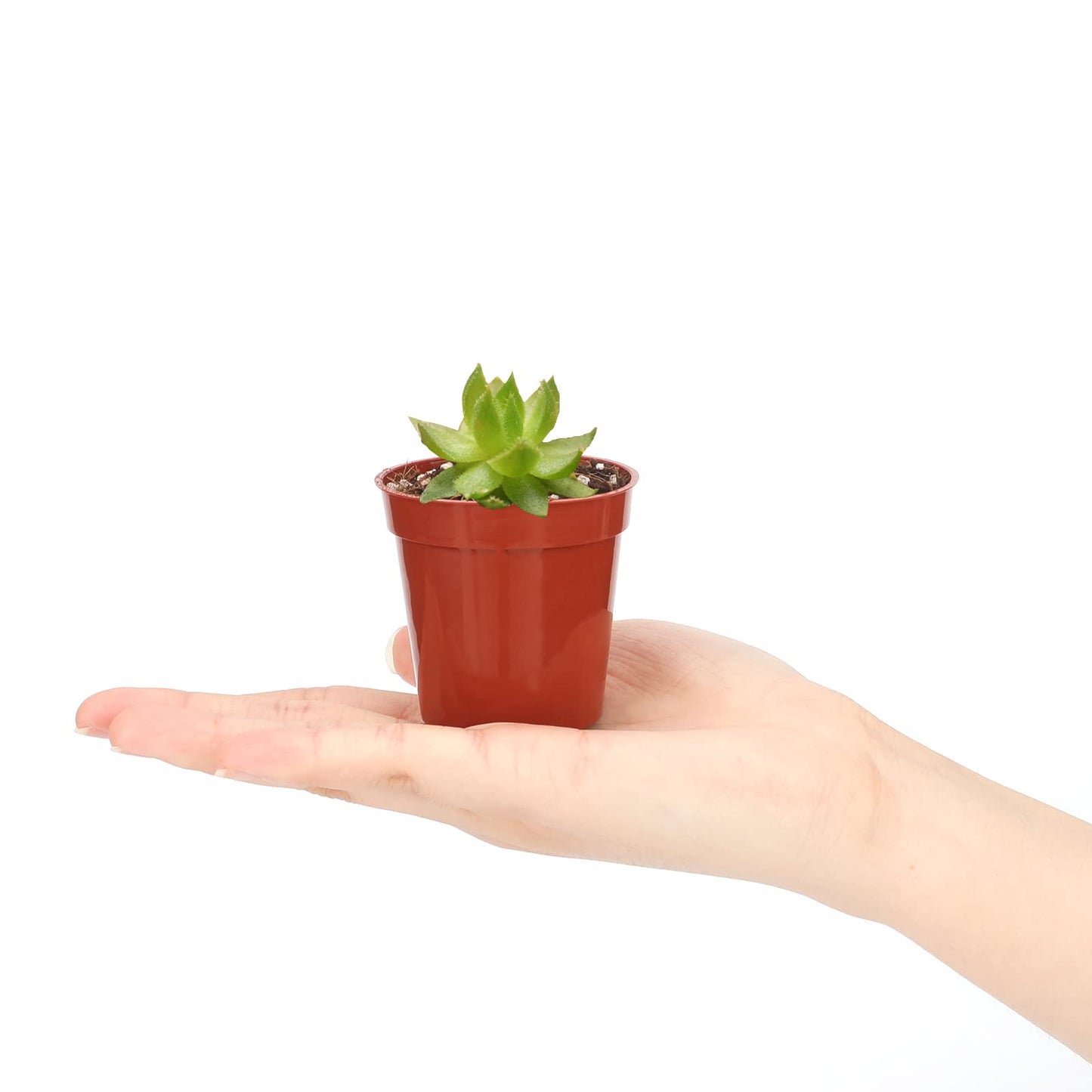 KINGLAKE 50Pcs Mini Plastic Plant Pots 5.4cm, Small Flower Pots Round Seed Nursery Pots for Seeds Seedling Vegetabels Herbs, Terracotta Color