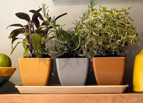 Haxnicks Windowsill Plant Pot Set, Rice Husks, Multi Colour, L29.5 x W10 x H10cm