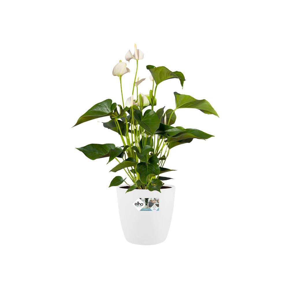 elho Brussels Round 30 - Flower Pot for Indoor - 100% Recycled Plastic - Ø 29.5 x H 27.1 cm - White/White