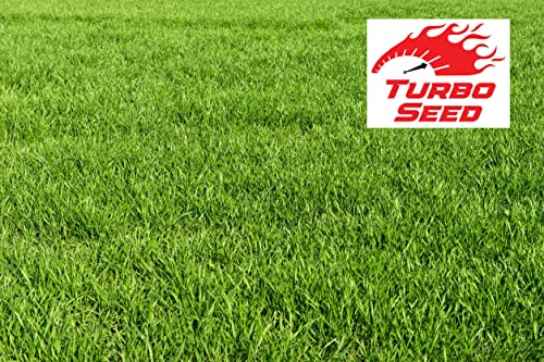 Avern Turbo Cold, Autumn & Winter Grass Seed 1.3KG, Lawn Seed, Hard Wearing Grass, Dog Friendly, Germinates in Colder Weather, Ideal for Overseeding or New UK Gardens (1.3KG, Upto 78 sqm Coverage)