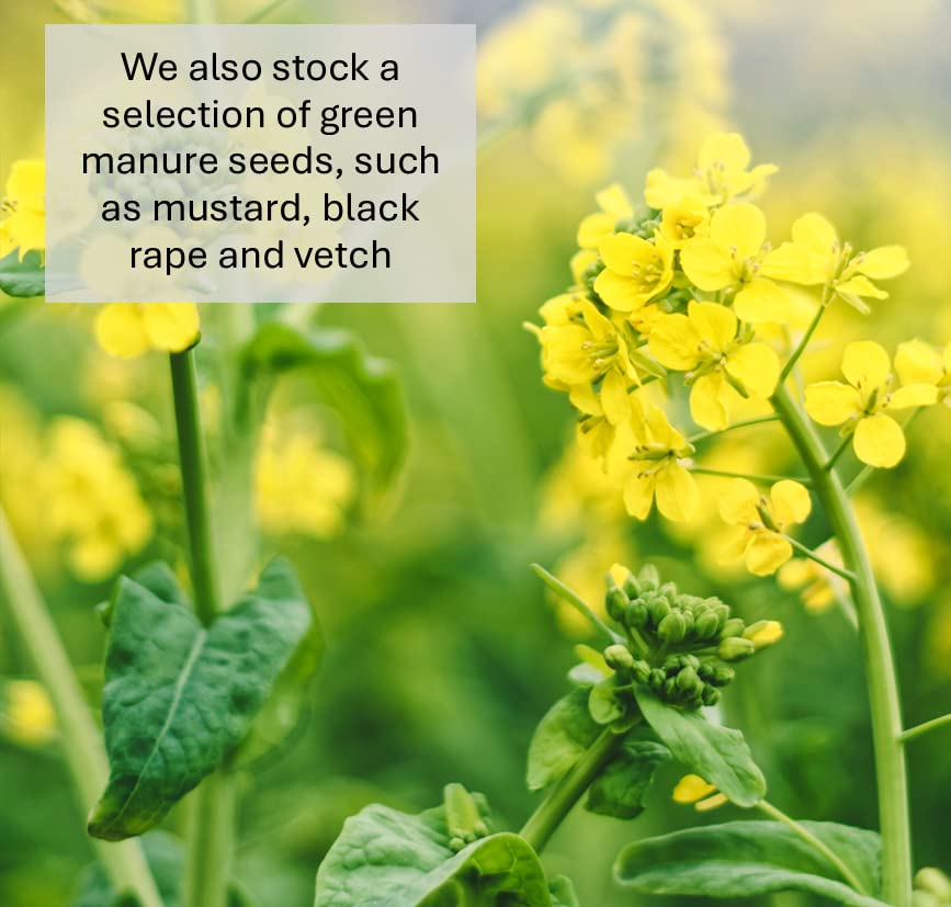 Back Lawn Grass Seed 2kg Hard Wearing (Covers 40 Square metres)