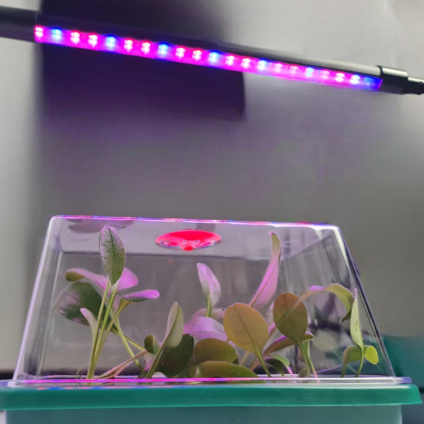 Eezy Grow 7 Electric Heated Propagator – Indoor Seed Starter Kit for Faster Germination & Healthy Root Growth Ideal for Herbs, Vegetables & Cuttings Compact Greenhouse with UV Light Compatibility