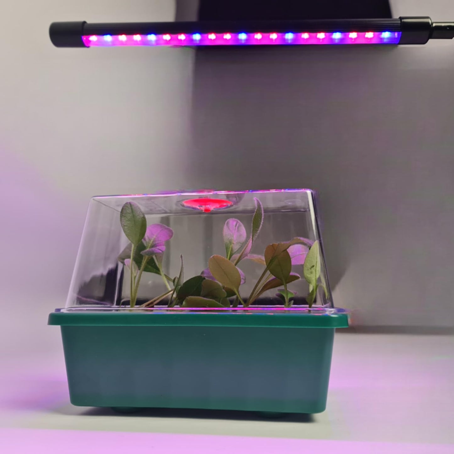 AMOS Eezy Grow 4 Propagator – Electric Heated Seed Starter for Faster Germination & Rooting Indoor Plant Growing Kit with Vented Lids Ideal for Seeds, Herbs & Cuttings