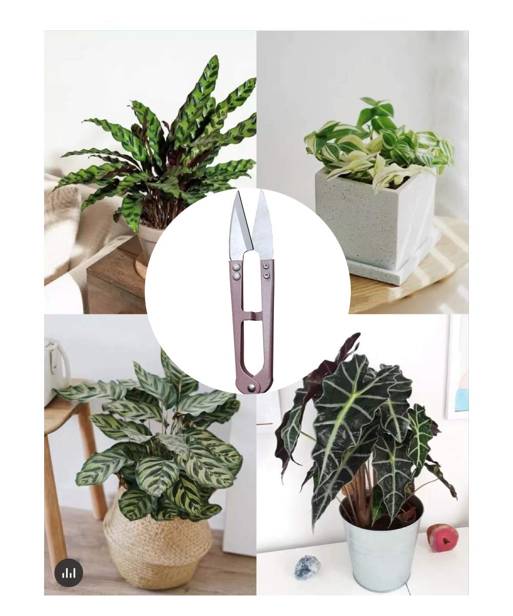 4.1inch Bonsai Pruning Scissors Pruner Shears for Bud and Leaves Trimmer Yarn Thread Cutter Mini Small Snips Trimming DIY Supplies