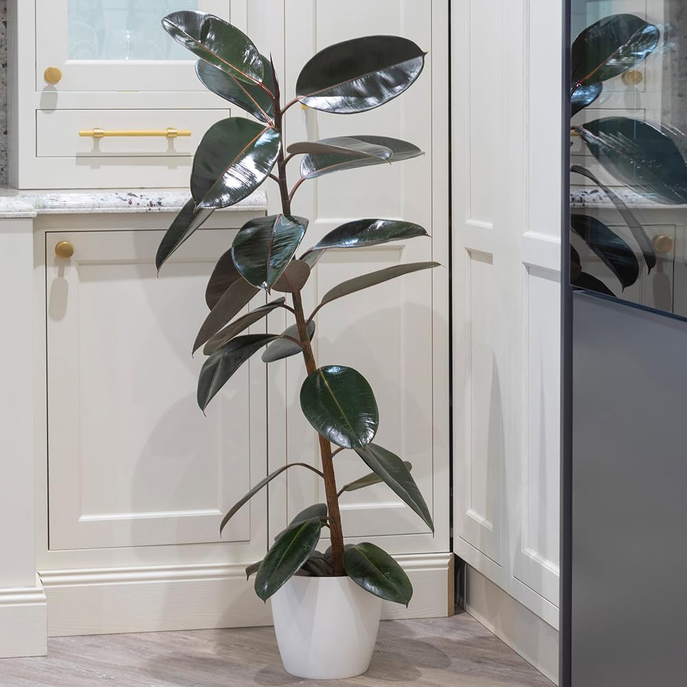YouGarden Rubber Plant, Ficus Elastica Robusta Houseplant, Established in 17cm Pot, Air Purifying Plants for Desk, Living Room, Indoor Plant Perfect in Plant Pot