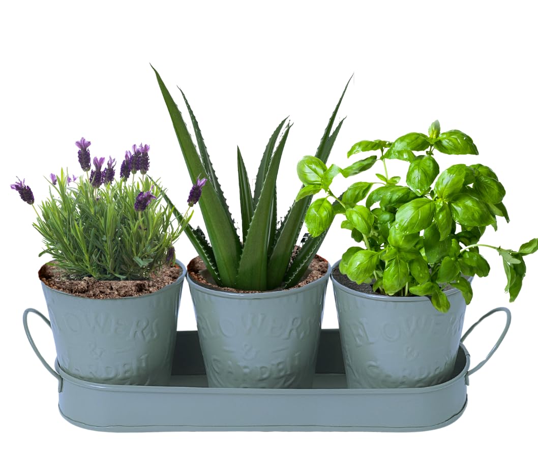 Trendi – Set of 3 Metal Plant Pots with Drip Tray | Embossed Indoor & Outdoor Plant Pots for Garden, Windowsill, Kitchen & Desk | Decorative Metal Flower Pots for Herbs & Plants | Light Green