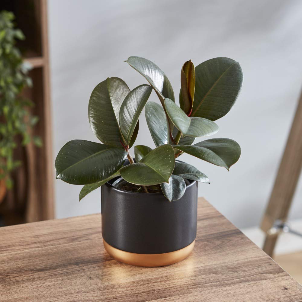 Indian Rubber Plant Indoor Tree Easy to Grow Evergreen House Plant for Home, Office & Conservatory 1 x Ficus Eleastica Robusta in 12cm Pot by Thompson & Morgan