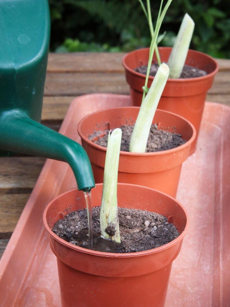 Monal 100% Recycled Plastic Plant Nursery Pots for Indoor Outdoor Garden Lightweight Planter Seed Starting Pot Flower Plant Container for Seedlings Cuttings Transplanting Terracotta (20cm / 8inch)