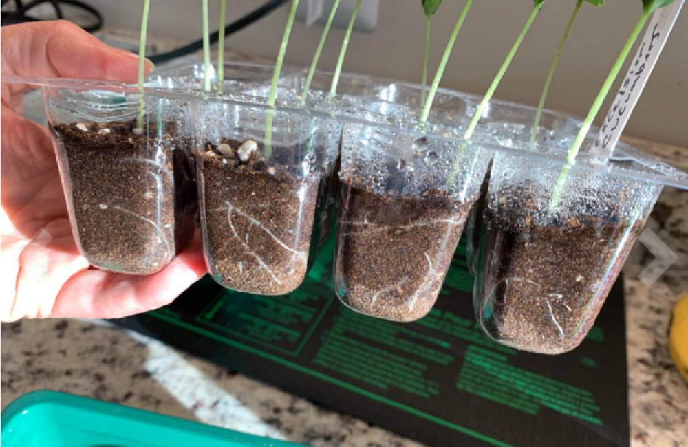 Feizeisun Seed Trays, 6 Pack 72 Cells Propagator Thicken Seed Trays for Seedlings Reusable Seed Trays with Lids Seed Propagators Plant Germination Trays Kit for Greenhouse & Garden, Green