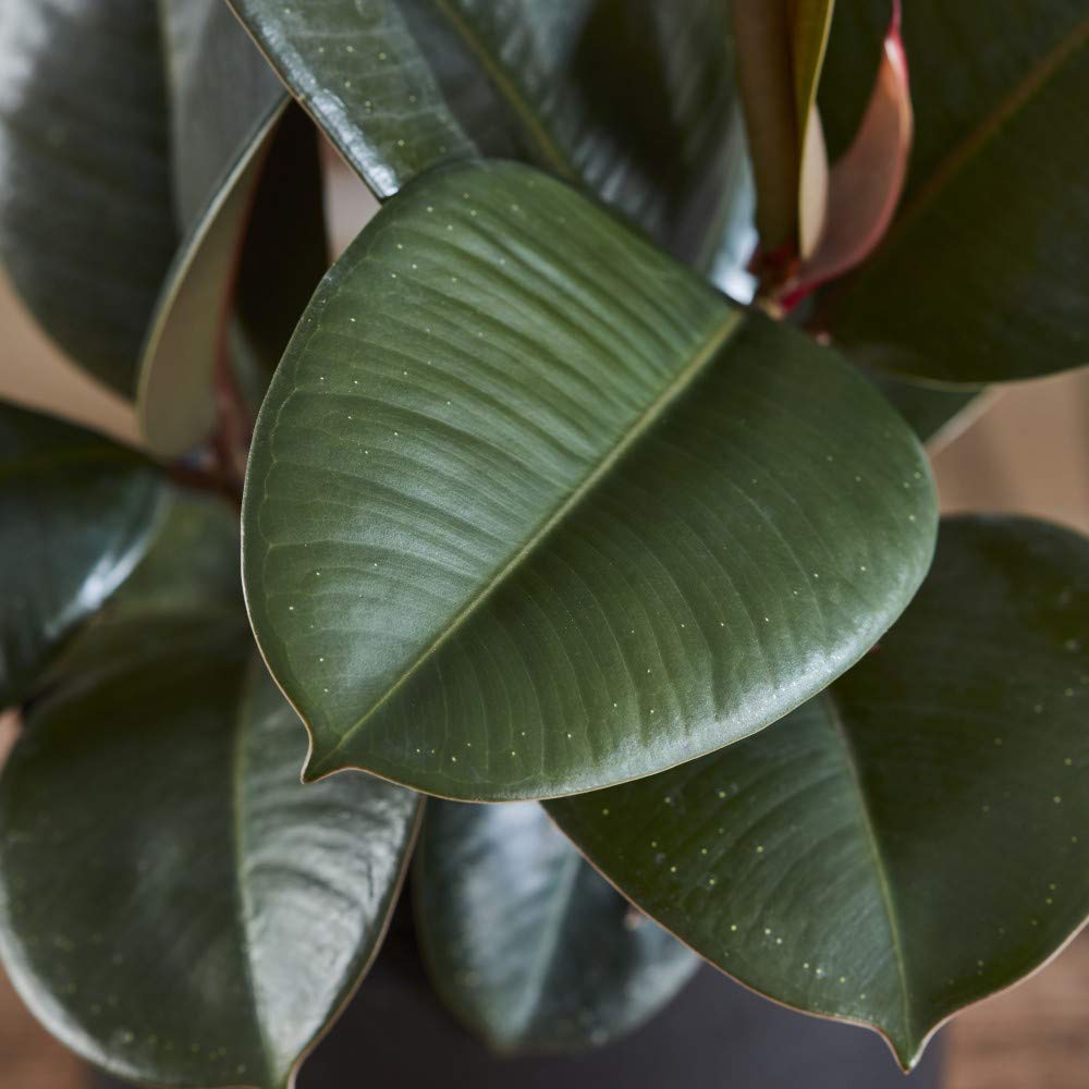 Indian Rubber Plant Indoor Tree Easy to Grow Evergreen House Plant for Home, Office & Conservatory 1 x Ficus Eleastica Robusta in 12cm Pot by Thompson & Morgan