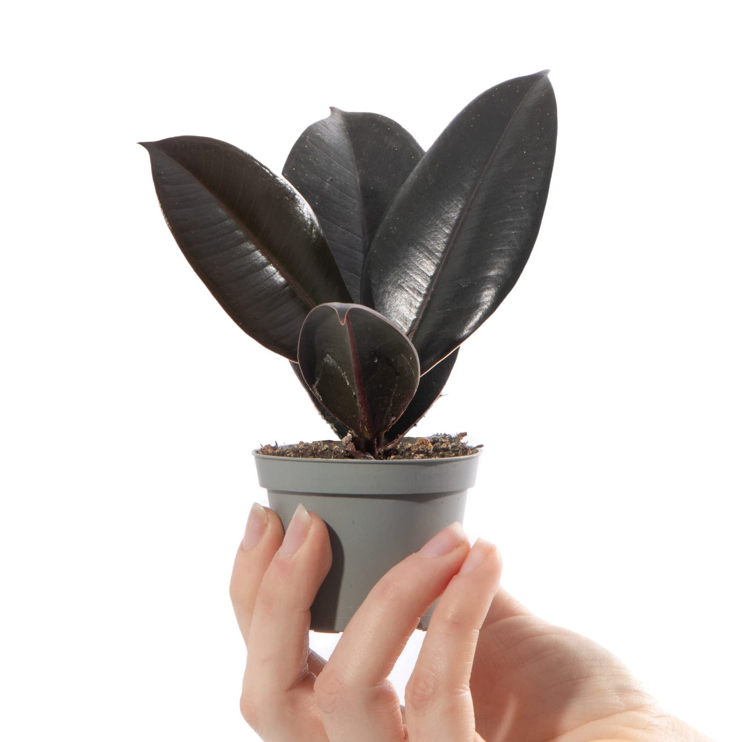 Baby Rubber Plant - Ficus Robusta Small Indoor Air Purifying Houseplant in 6cm Pot | Mini Houseplant with Glossy Foliage | for Home and Office | Grow Your Own Baby Plants