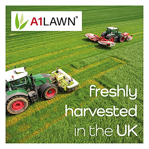 A1 Lawn Luxury Hard Wearing Grass Seed, 5kg (140m2) - Premium Quality Lawn Seed, Fast Growing, Child & Pet Friendly, Ideal for New Lawns & Overseeding - UK Harvested DEFRA Approved (AMPRO8)