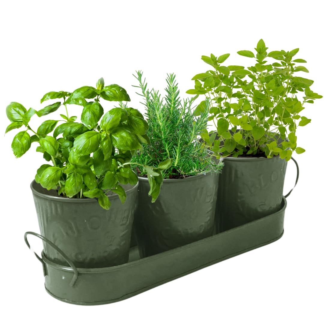 Trendi – Set of 3 Metal Plant Pots with Drip Tray | Embossed Indoor & Outdoor Plant Pots for Garden, Windowsill, Kitchen & Desk | Decorative Metal Flower Pots for Herbs & Plants | Olive Green