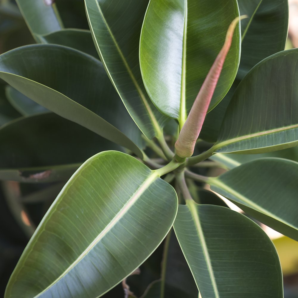 Indian Rubber Plant Indoor Tree Easy to Grow Evergreen House Plant for Home, Office & Conservatory 1 x Ficus Eleastica Robusta in 12cm Pot by Thompson & Morgan