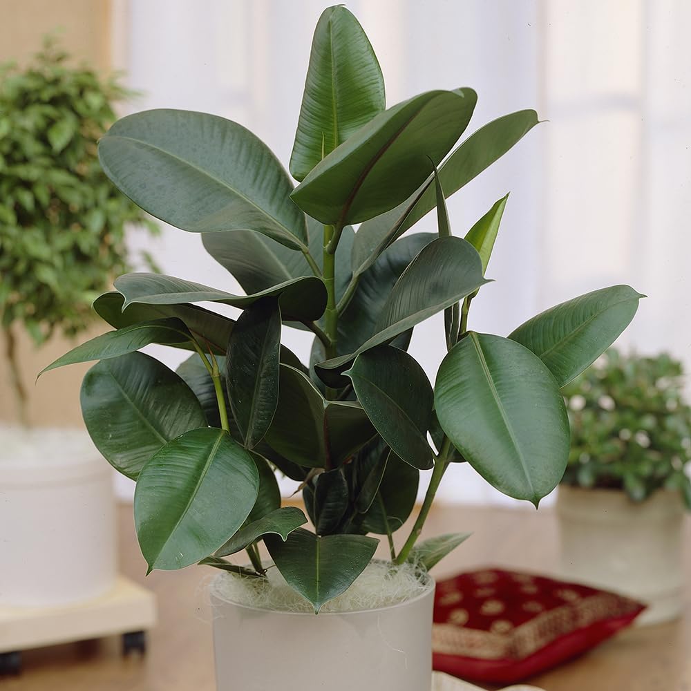 YouGarden Rubber Plant, Ficus Elastica Robusta Houseplant, Established in 17cm Pot, Air Purifying Plants for Desk, Living Room, Indoor Plant Perfect in Plant Pot