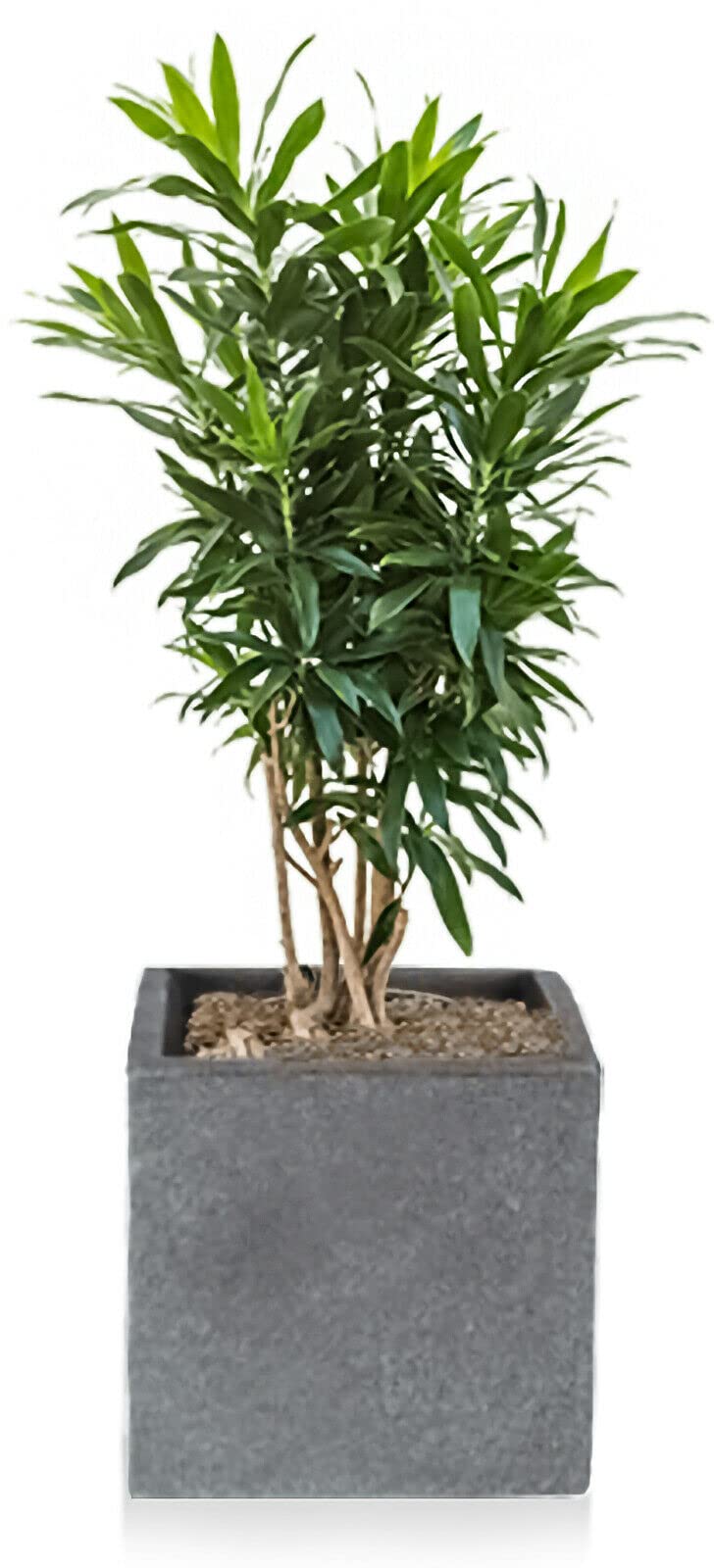 Koop 20cm Large Square Plant Pot, Grey Stone Effect | Lightweight & Durable Plastic Cubed Planter | Indoor & Outdoor Decorative Flower Pot for Home & Office | UV & Frost-Resistant Garden Planting Pot