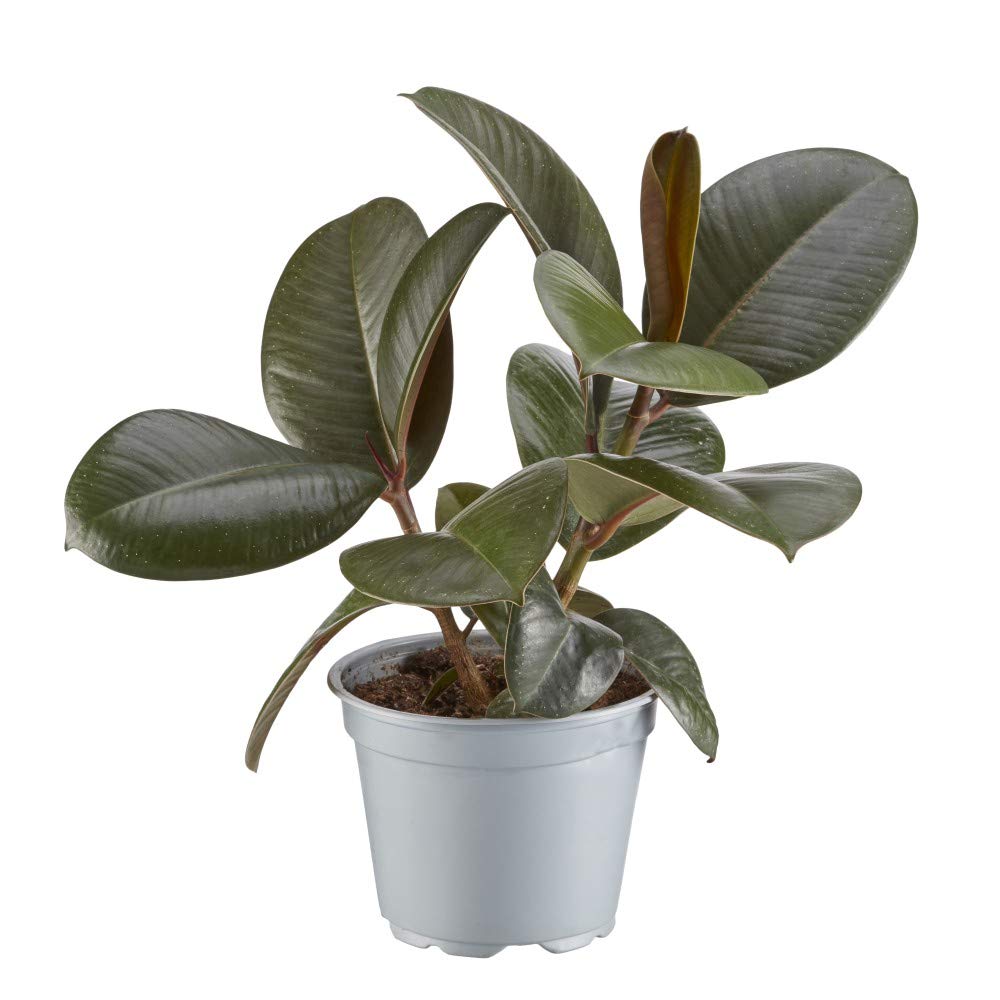 Indian Rubber Plant Indoor Tree Easy to Grow Evergreen House Plant for Home, Office & Conservatory 1 x Ficus Eleastica Robusta in 12cm Pot by Thompson & Morgan