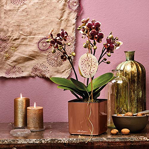 LECHUZA Self Watering Plant Pots Indoor CUBE Glossy 14 Small Plastic Planter without Drainage Hole H14 L14 W14 cm White High-Gloss