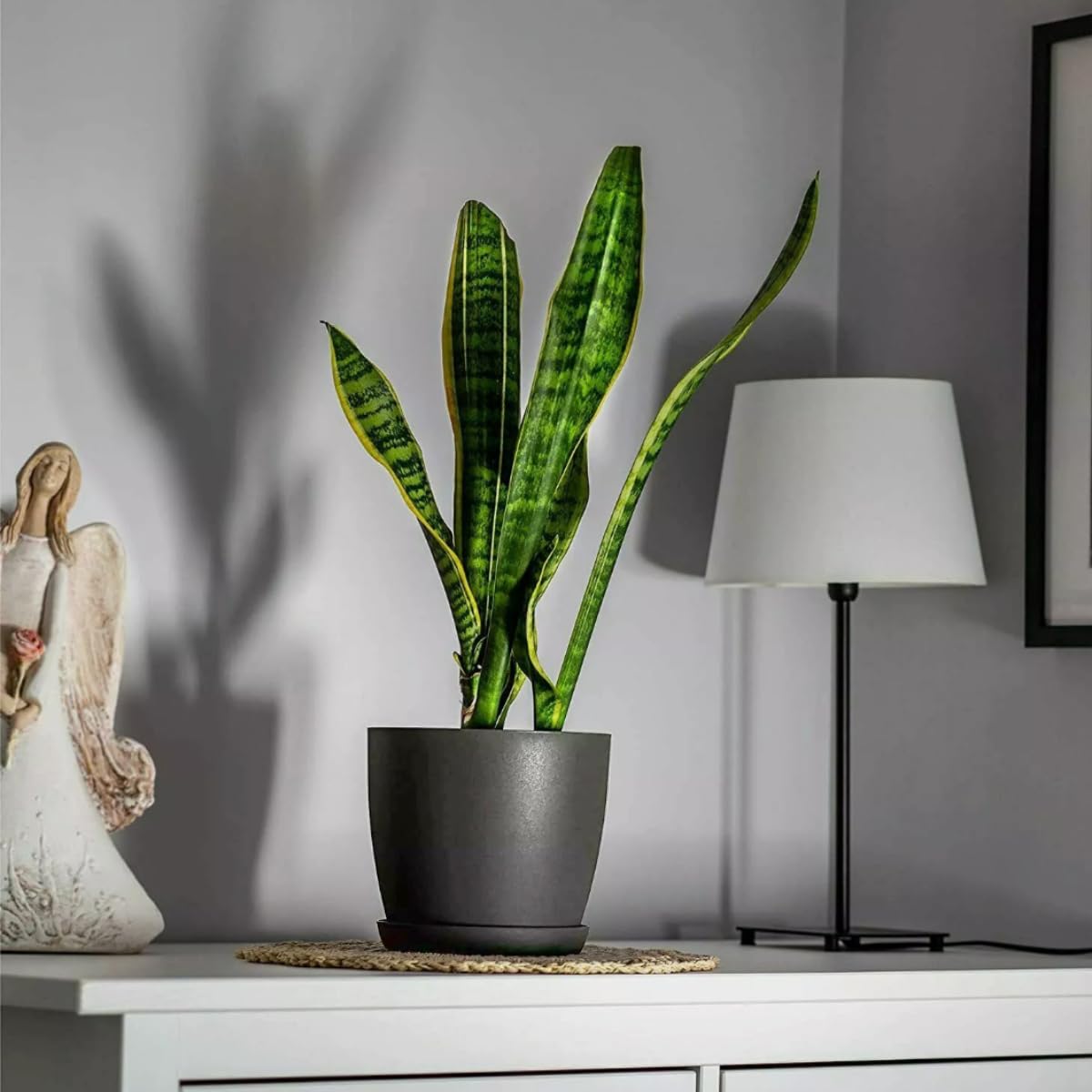 Flower Pots 6 Colours 8 sizes Matt Plastic Plant Pots Planter - Saucer Tray Deco (Black Graphite Matt, 30 cm)