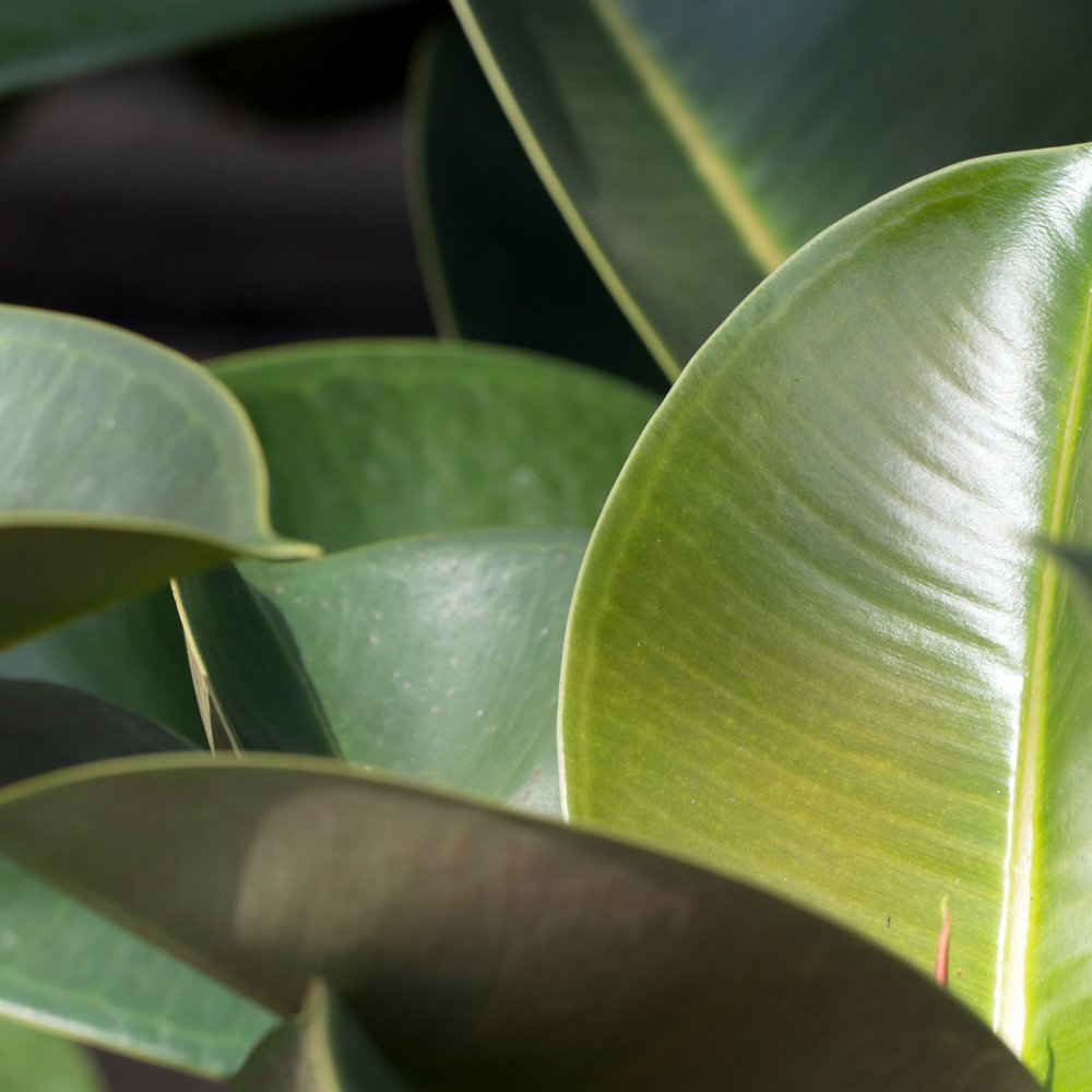 Indian Rubber Plant Indoor Tree Easy to Grow Evergreen House Plant for Home, Office & Conservatory 1 x Ficus Eleastica Robusta in 12cm Pot by Thompson & Morgan