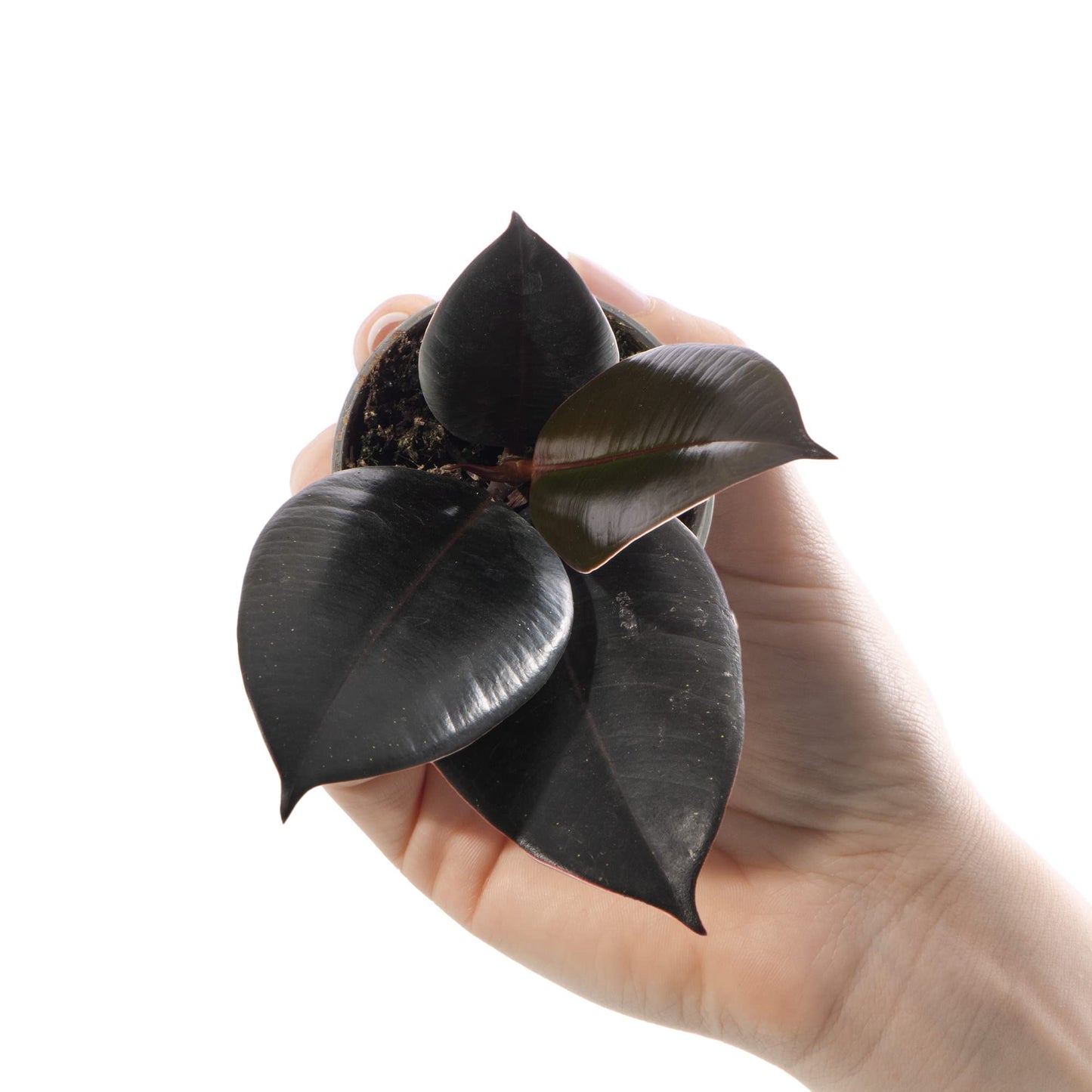Baby Rubber Plant - Ficus Robusta Small Indoor Air Purifying Houseplant in 6cm Pot | Mini Houseplant with Glossy Foliage | for Home and Office | Grow Your Own Baby Plants