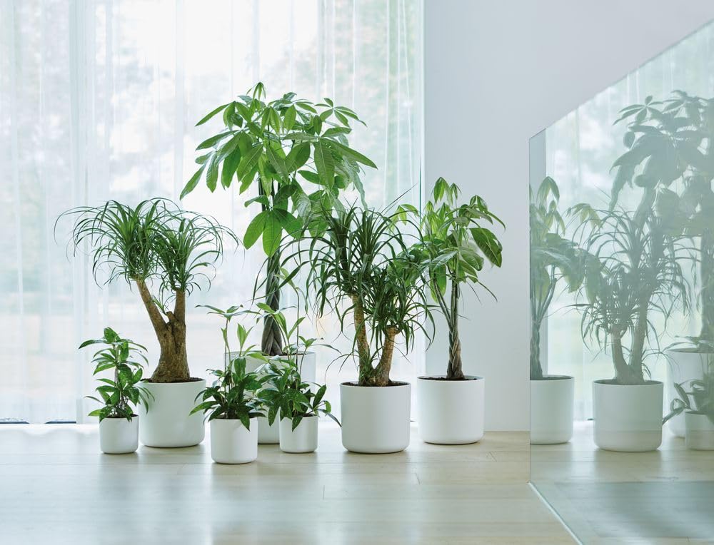 elho B.for Soft Round 25 - Indoor Plant Pot - 100% Recycled Plastic - Ø 24.7 x H 23.3 cm - White/White