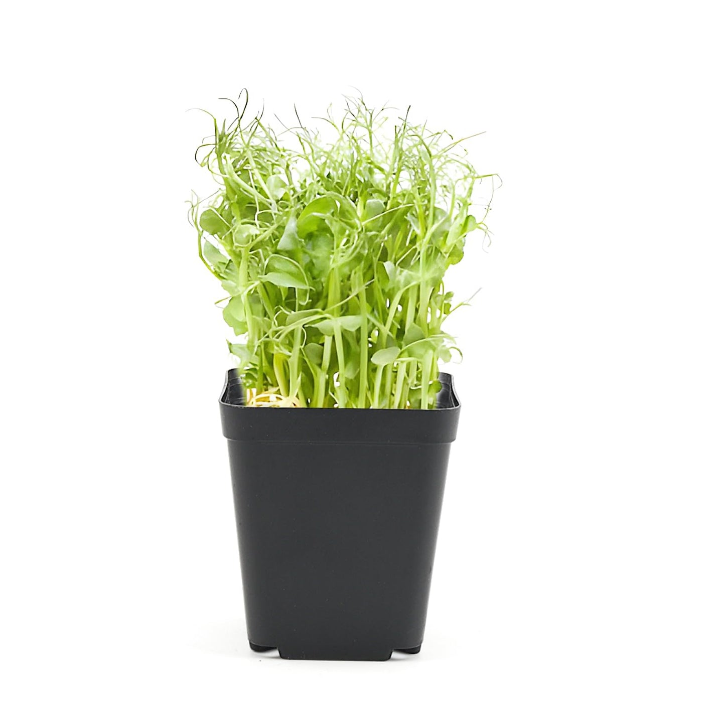 ZEONHAK 200 Pack 5.5cm Small Square Black Plant Pot, 2 Inch Mini Plastic Garden Flower Planter Pots for Succulents, Seed Nursery