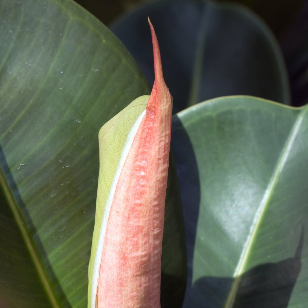 Indian Rubber Plant Indoor Tree Easy to Grow Evergreen House Plant for Home, Office & Conservatory 1 x Ficus Eleastica Robusta in 12cm Pot by Thompson & Morgan