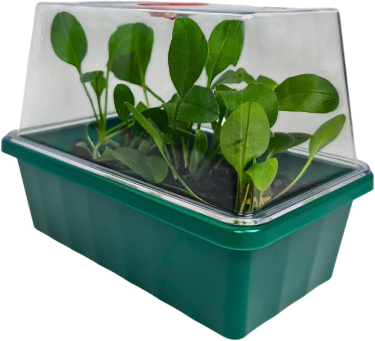 Eezy Grow 7 Electric Heated Propagator – Indoor Seed Starter Kit for Faster Germination & Healthy Root Growth Ideal for Herbs, Vegetables & Cuttings Compact Greenhouse with UV Light Compatibility