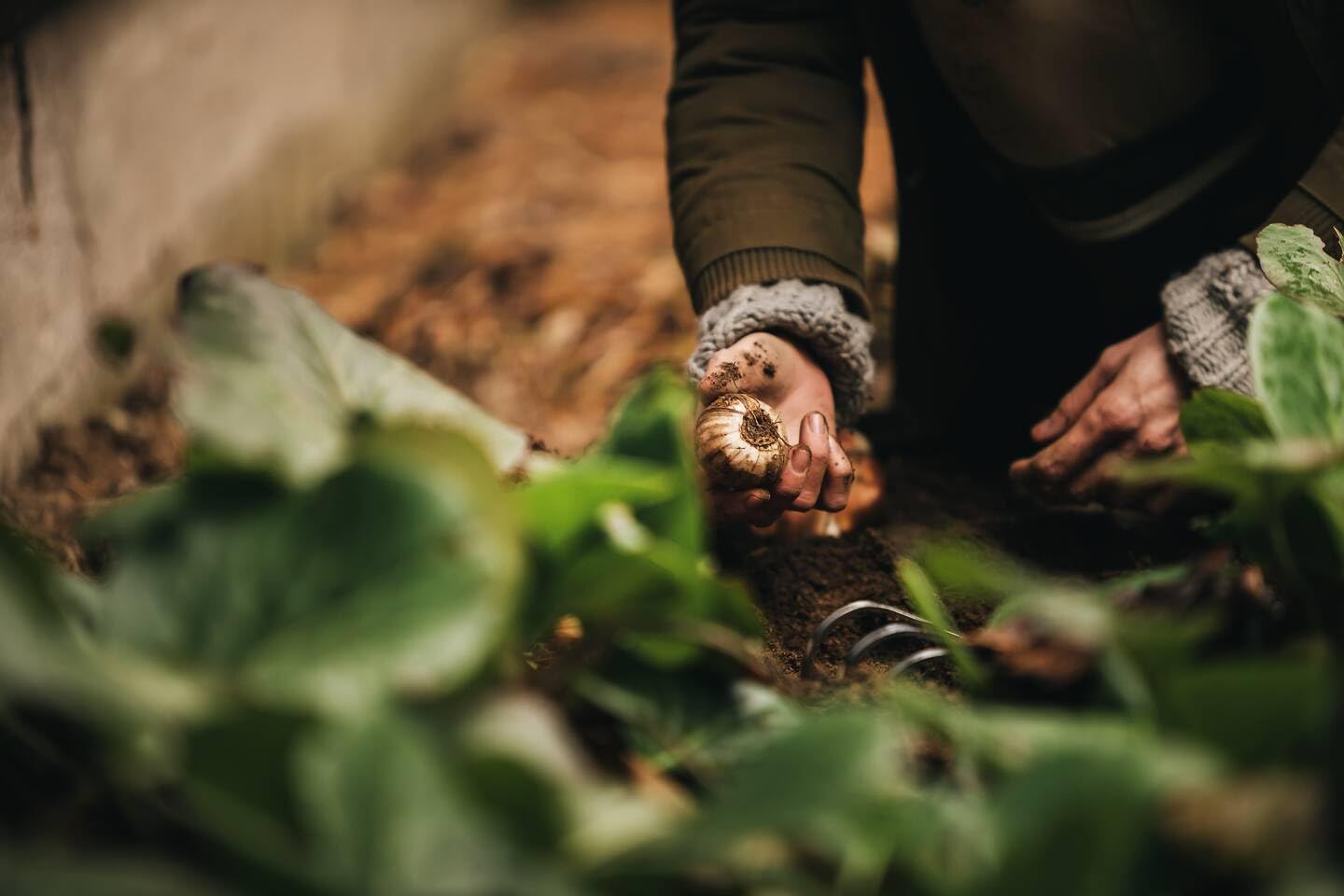 Fiskars Xact Hand rake, Length: 44.3 cm, Width: 12.5 cm, Black/Orange, Stainless Steel/Plastic, 1027044