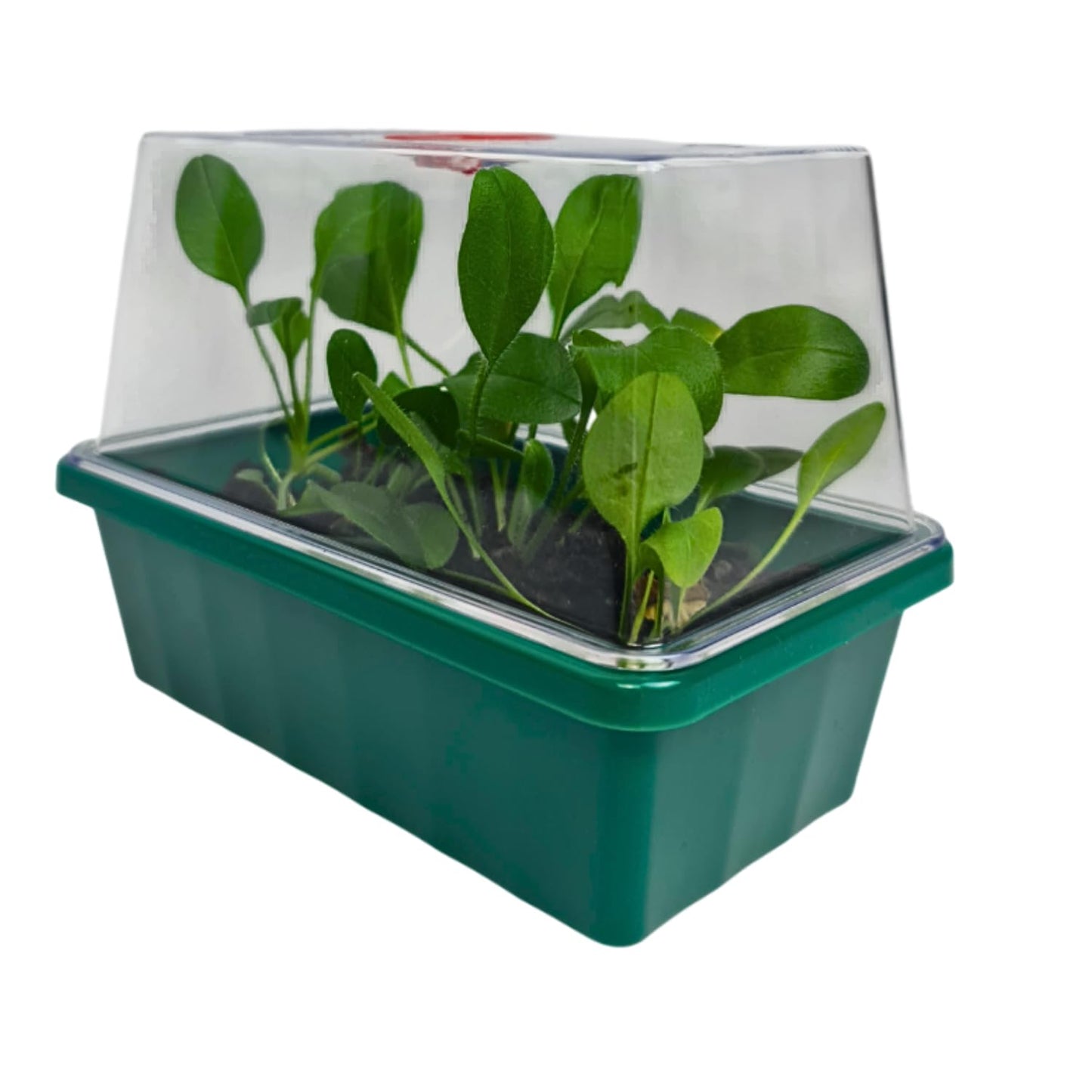 AMOS Eezy Grow 4 Propagator – Electric Heated Seed Starter for Faster Germination & Rooting Indoor Plant Growing Kit with Vented Lids Ideal for Seeds, Herbs & Cuttings