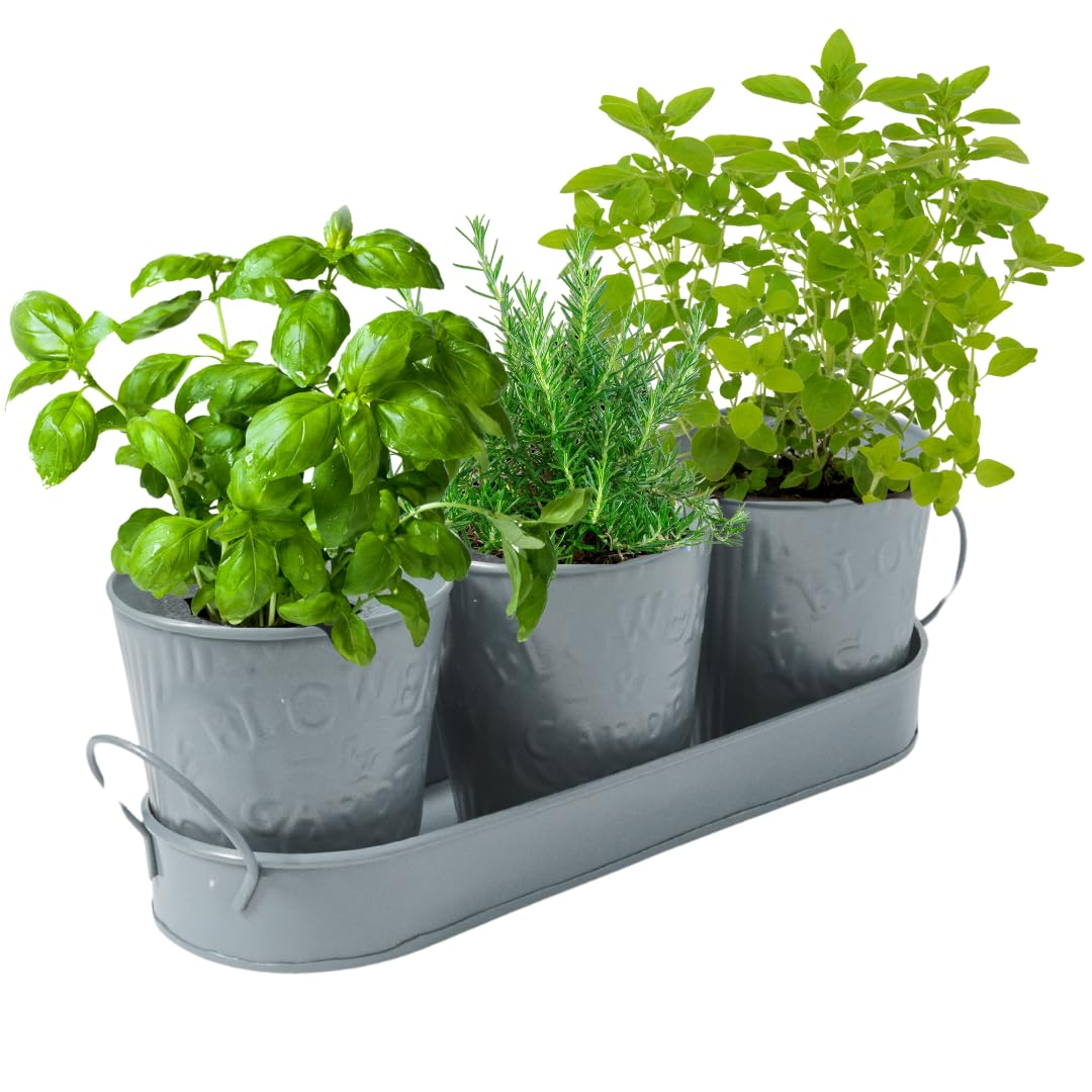 Trendi – Set of 3 Metal Plant Pots with Drip Tray | Embossed Indoor & Outdoor Plant Pots for Garden, Windowsill, Kitchen & Desk | Decorative Metal Flower Pots for Herbs & Plants | Light Green