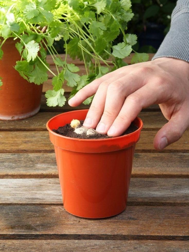 Monal 100% Recycled Plastic Plant Nursery Pots for Indoor Outdoor Garden Lightweight Planter Seed Starting Pot Flower Plant Container for Seedlings Cuttings Transplanting Terracotta (20cm / 8inch)