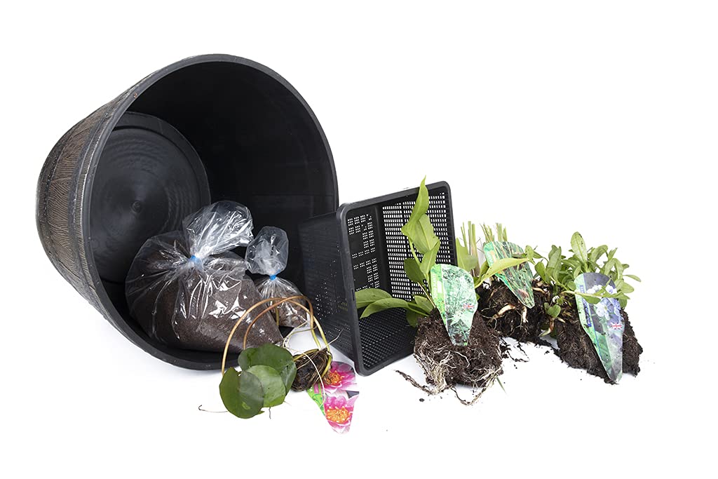 PondPlantsUK - Complete Patio Pond Set - Dwarf Lily - 3 Marginal Plants - Pots and Compost - Just Pot up and add Water