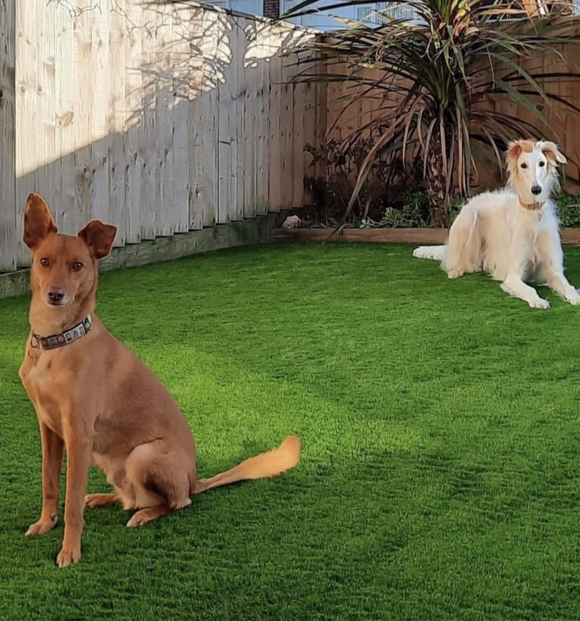 Paws Artificial Grass 1m x 1m Puppy Potty Pad Grass Mat, Antibacterial backing Dog Grass Training Pads, Artificial Turf Pet Grass Mat Replacement for Puppy Potty Trainer Indoor/Outdoor Use 35mm Pile