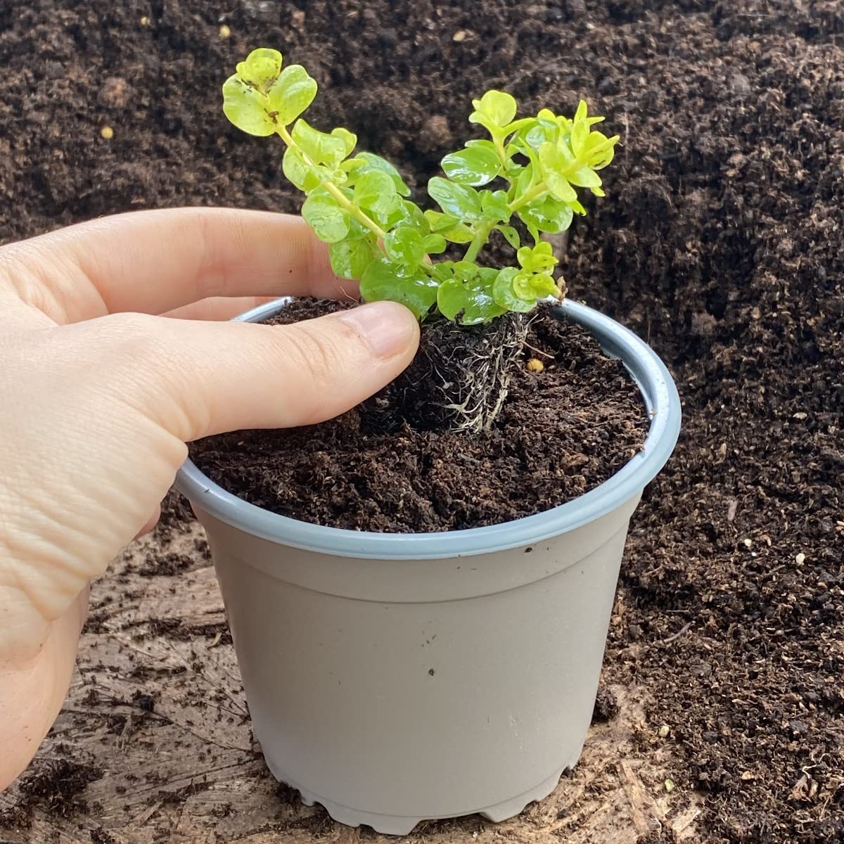 Brookside Nursery Recyclable Taupe-Grey 10cm Plastic Plant Pots (10)