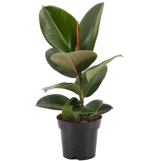 Ficus Robusta - Rubber Plant - Indoor Houseplant for Home or Office - Potted House Plants for Small and Large Spaces - Striking Green Foliage Leaves (30-40cm Incl. Pot)