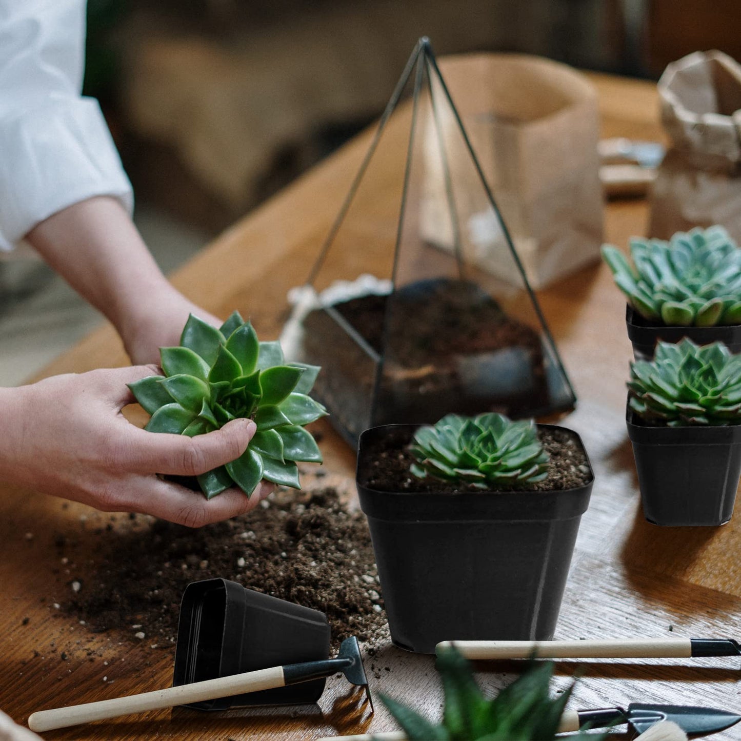 Muzhira Pots for Seed Starting/Cuttings, 5.5cm 50pcs Plastic Square Plant Nursery Pots,Seed Pot Flower Plant Container for Fruit, Vegetable, Plant, Succulents, Seedlings, Cuttings, Transplanting