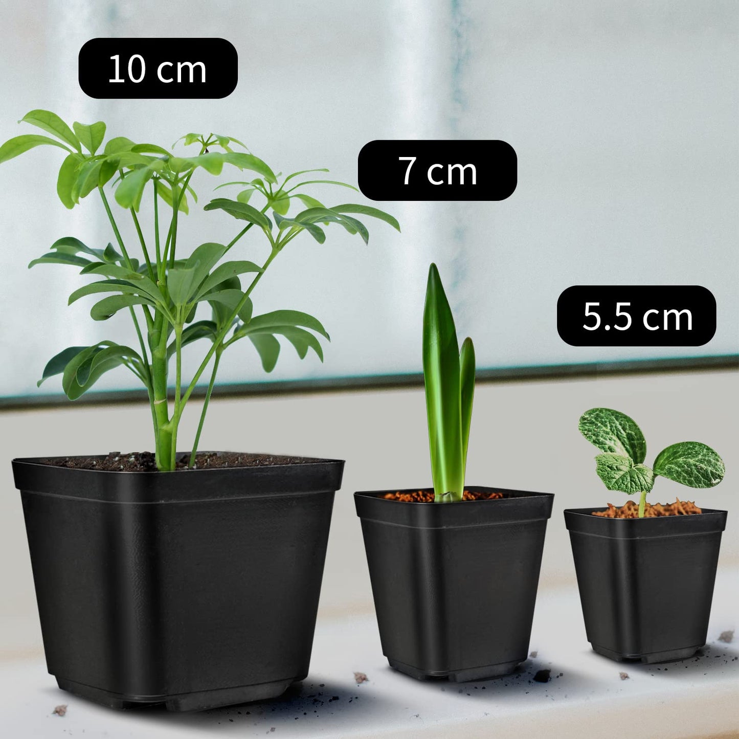 Muzhira Pots for Seed Starting/Cuttings, 5.5cm 50pcs Plastic Square Plant Nursery Pots,Seed Pot Flower Plant Container for Fruit, Vegetable, Plant, Succulents, Seedlings, Cuttings, Transplanting