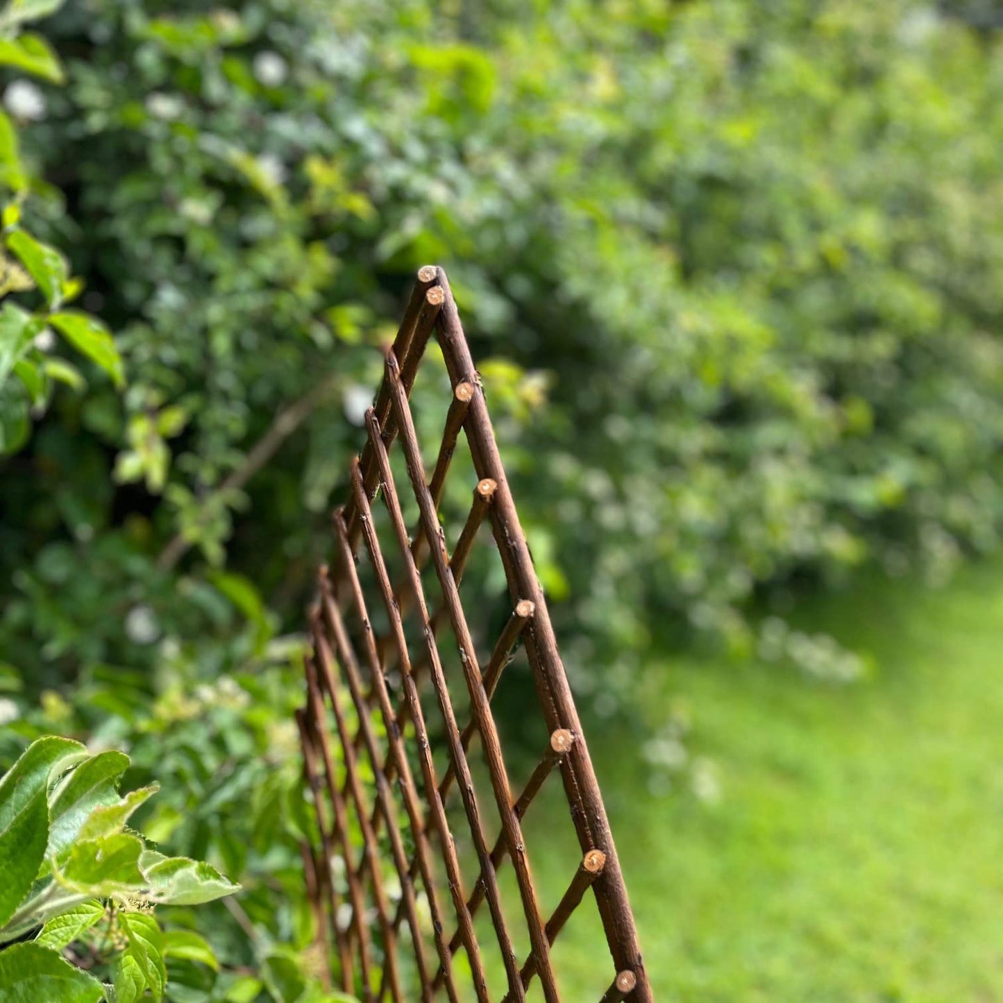 Pack of 3 Selections Willow Lattice Trellis With Gothic Top (120 x 45 Centimeter)