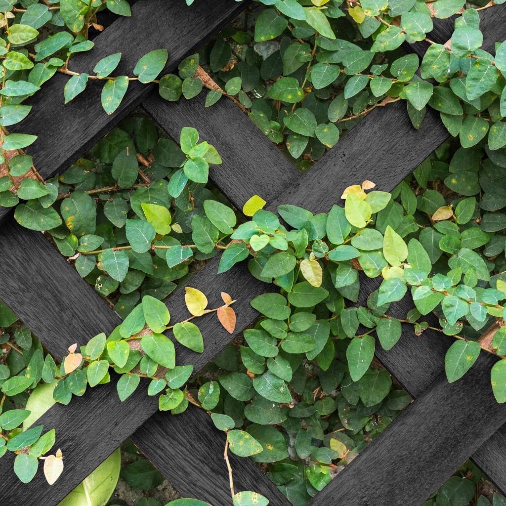 AQS INTERNATIONAL - Expanding Midnight Grey Wooden Trellis - Expandable Garden Trellises, Wall Plant Climbing, Wall Trellis Panel, Lattices Trellis Vine Crepe, Garden Fence Panel (90x180cm (3ftx6ft))