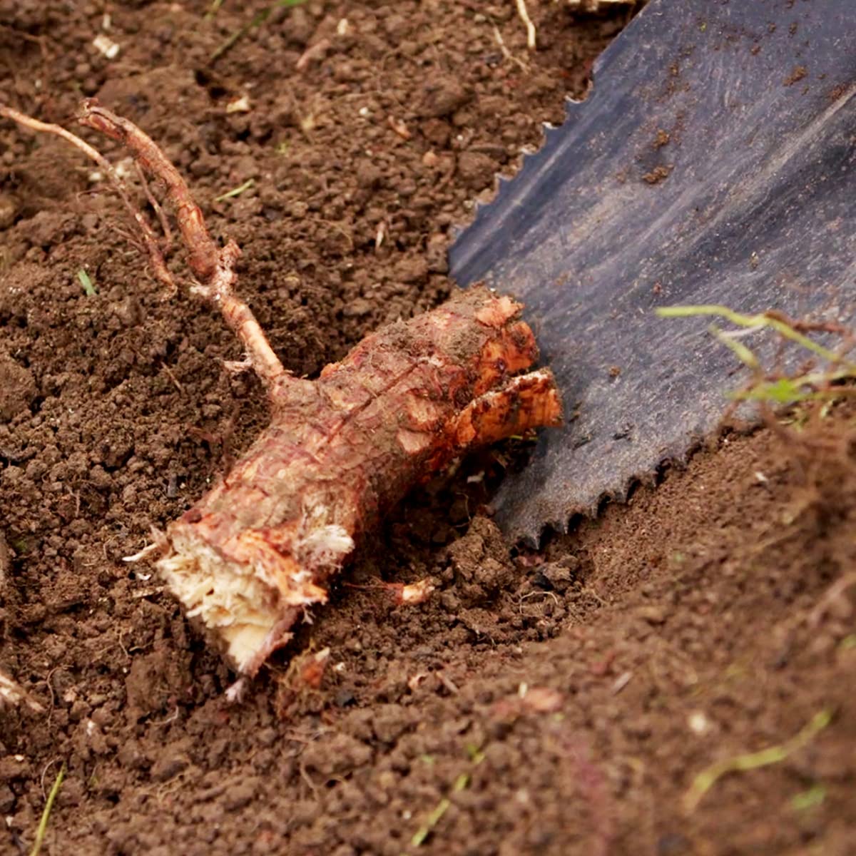 JML Rayzer Shovel Spade - Garden Tools for Root Cutting and Sawing in One with Serrated Saw Teeth and Durable Carbon Steel Head for Hard Ground - Saw Through Thick Branches and Clear Scrub
