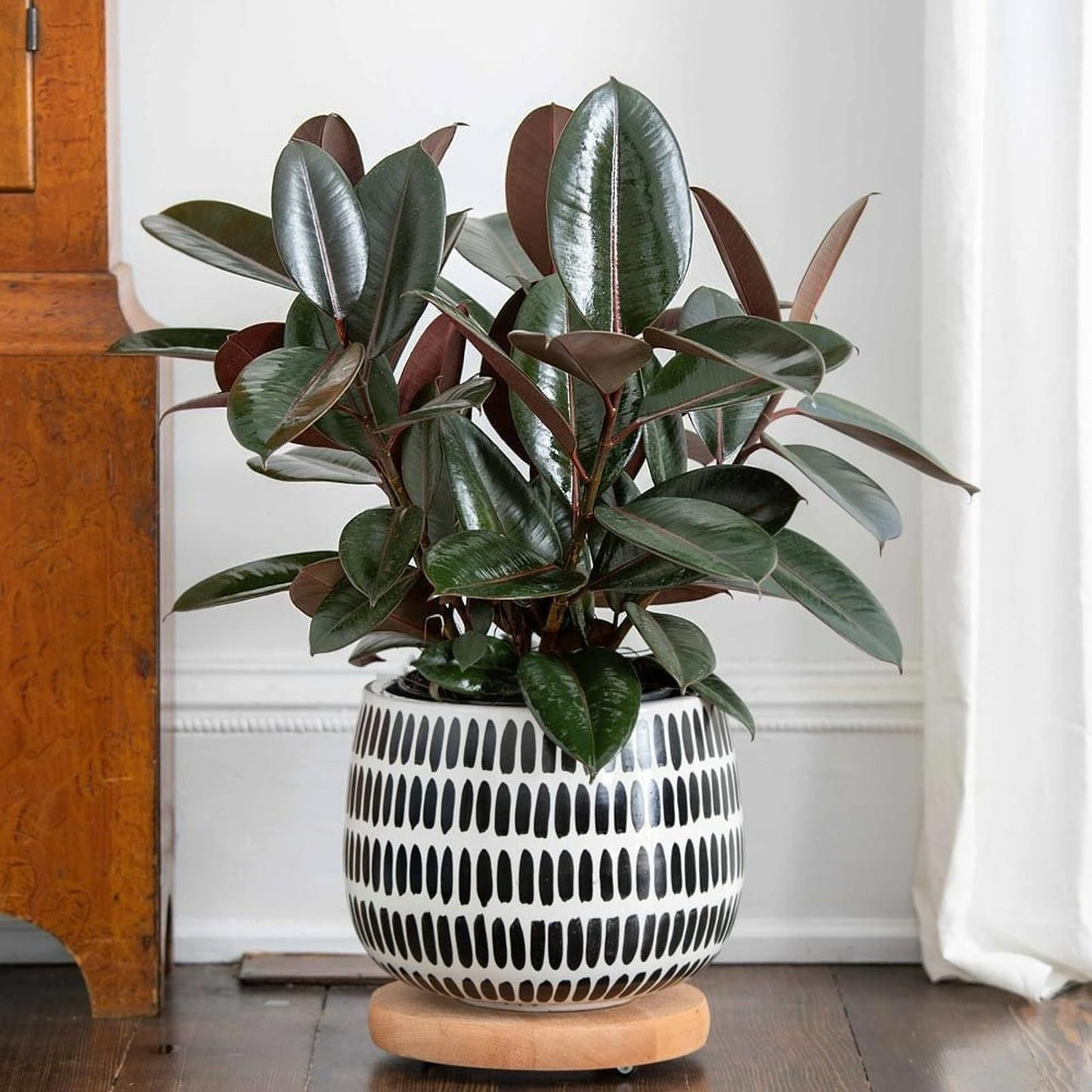 Carbeth Plants - Indoor Plants - Build Your Own Houseplant Collection - 7cm to 9cm Pots - Ficus Elastica - Rubber Tree Plant in 8.5cm Pot
