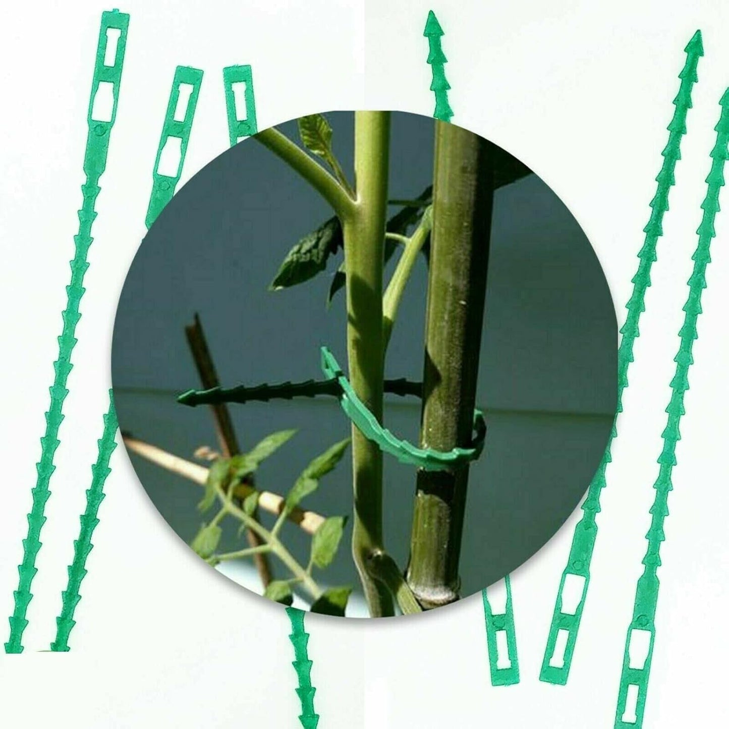 FERRIS | Ultra-Strong Garden Plant Ties for Climbing Plants | Flexible & Reusable Heavy Duty Green Shrub Ties | Multi-Purpose Use on Indoor & Outdoor Garden Plants and Trees (100, Green)