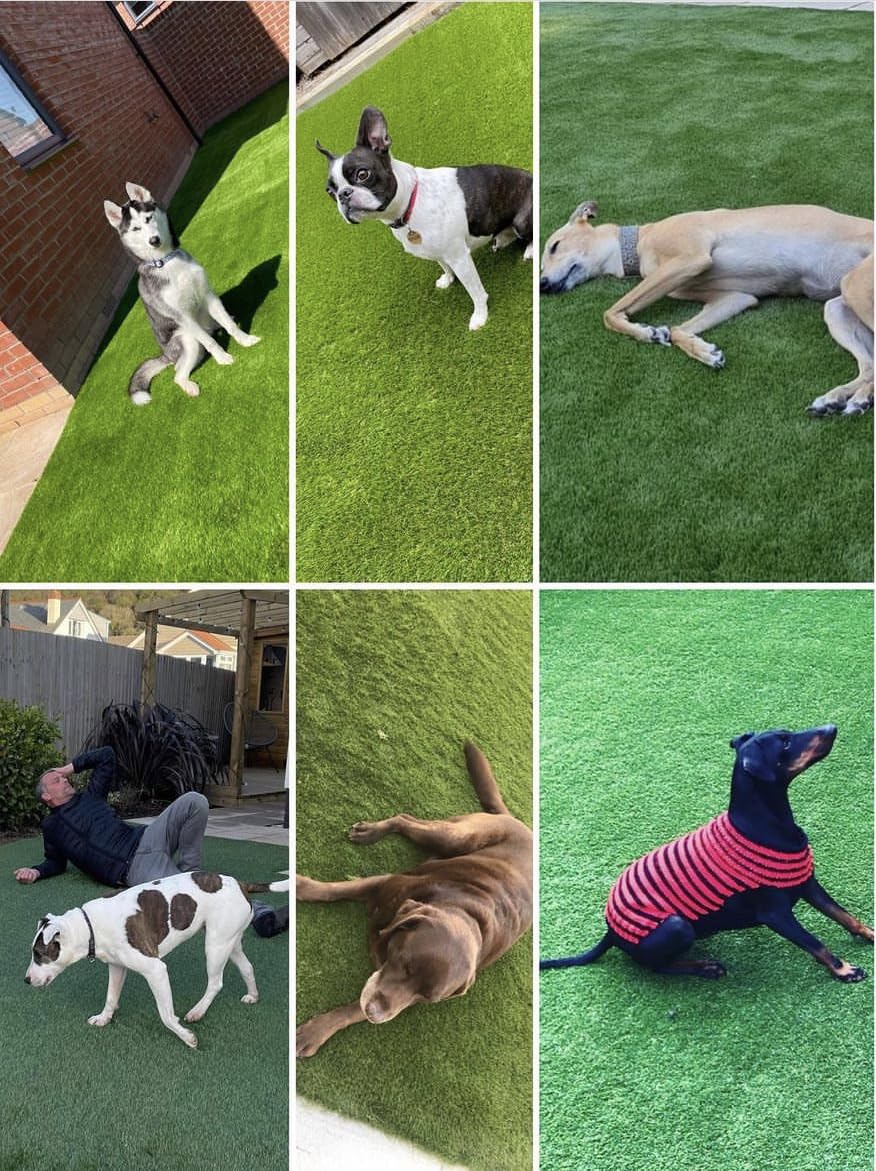 Paws Artificial Grass 1m x 1m Puppy Potty Pad Grass Mat, Antibacterial backing Dog Grass Training Pads, Artificial Turf Pet Grass Mat Replacement for Puppy Potty Trainer Indoor/Outdoor Use 35mm Pile