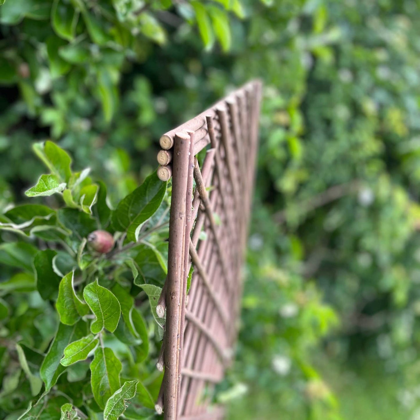 Selections Pack of 3 Willow Trellis Framed Panel (120 x 45 Centimeter)