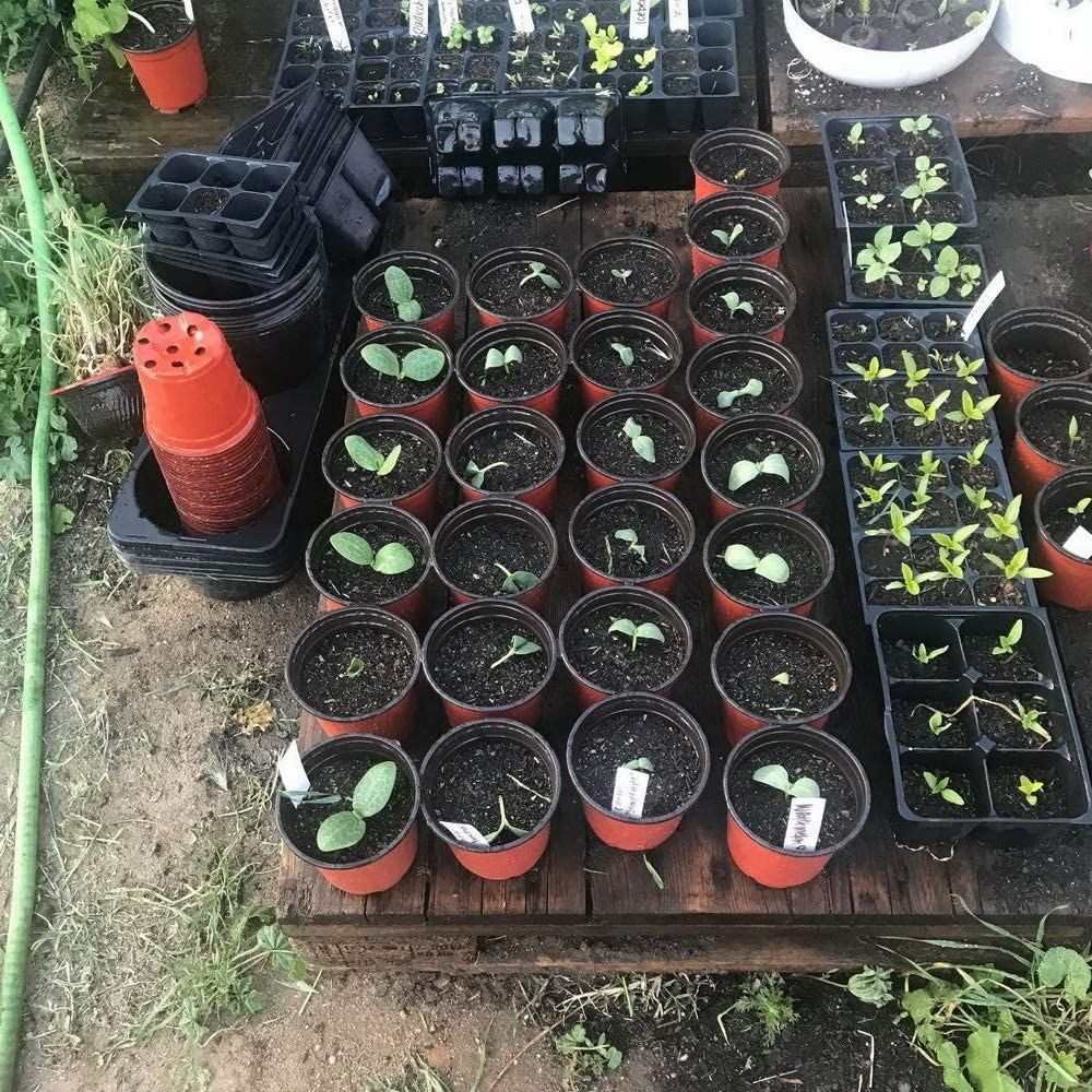 ASOPFYUM Plant Pots, 100 Seedling Pots, 10cm Plastic Flower Pot for Growing Flowers, Succulents, Plant Pots, Gardener Potted Small Flower Pots Outdoors, Pot Plant Container for Seedlings