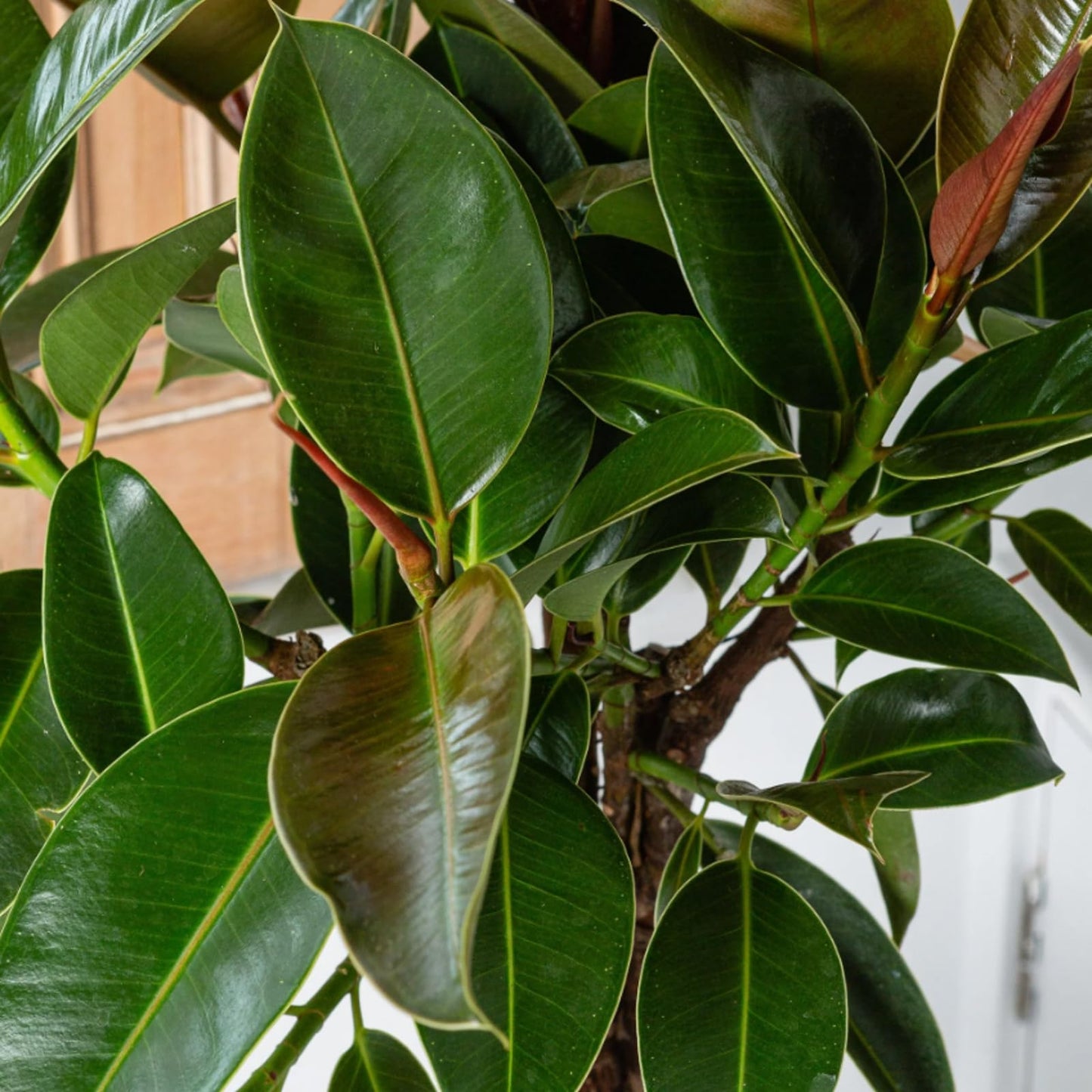 Carbeth Plants - Ficus elastica Melany in 14cm Pot - Indoor Rubber Plant - for Home or Office - Air Purifying - Green & Burgundy Foliage